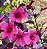 HIBISCO DE CHÁ ROXO (Hibiscus acetosella) - Muda com até 80 cm - Imagem 4