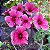 HIBISCO DE CHÁ ROXO (Hibiscus acetosella) - Muda com até 80 cm - Imagem 3