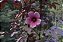 HIBISCO DE CHÁ ROXO (Hibiscus acetosella) - Imagem 3