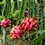 PITAYA VERMELHA (Hylocereus sp.) - Imagem 1