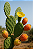 FIGO DA ÍNDIA (Opuntia ficus indica) - Imagem 1