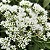 ASSA PEIXE (Vermonia polyanthes) - Imagem 1