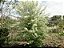 LIXEIRA (Aloysia virgata) - Até 30 cm - Imagem 4