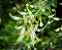 LIXEIRA (Aloysia virgata) - Até 30 cm - Imagem 3