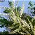 LIXEIRA (Aloysia virgata) - Até 30 cm - Imagem 1