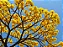 IPÊ AMARELO (Handroanthus albus) - Imagem 2