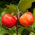 ACEROLA COMUM (Malpighia emarginata) - Muda com até 60 cm - Imagem 1