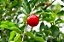 ACEROLA (Malpighia emarginata) - Muda com até 60 cm - Imagem 2