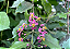 ACEROLA (Malpighia emarginata) - Muda com até 60 cm - Imagem 3