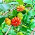 PITANGA (Eugenia uniflora) - Muda com até 60 cm - Imagem 7