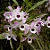 ORQUÍDEA OLHOS DE BONECA (Dendrobium nobile) - Imagem 1