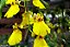 ORQUÍDEA CHUVA DE OURO (Oncidium 'Aloha') - Pote 15 - Imagem 3
