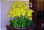 ORQUÍDEA CHUVA DE OURO (Oncidium 'Aloha') - Pote 15 - Imagem 4
