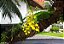 ORQUÍDEA CHUVA DE OURO (Oncidium 'Aloha') - Pote 15 - Imagem 5