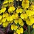ORQUÍDEA CHUVA DE OURO (Oncidium 'Aloha') - Imagem 1