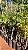 SERIGUELA (Spondias purpurea) - Muda - Imagem 3