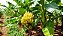 BANANA MAÇÃ (Musa x paradisíaca) - Muda com até 1 metro - Imagem 2