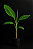 BANANA MAÇÃ (Musa x paradisíaca) - Imagem 2