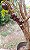 JABUTICABA HÍBRIDA PRECOCE (Plinia cauliflora) - Muda com até 60 cm - Imagem 4