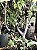 JABUTICABA HÍBRIDA PRECOCE (Plinia cauliflora) - Muda com até 60 cm - Imagem 6
