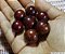 JABUTICABA HÍBRIDA PRECOCE (Plinia cauliflora) - Muda com até 60 cm - Imagem 1