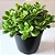 JADE (Crassula ovata) - Imagem 1