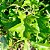 JURUBEBA (Solanum paniculatum) - Muda com até 60 cm - Imagem 4