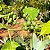 JURUBEBA (Solanum paniculatum) - Muda com até 60 cm - Imagem 9