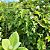 JURUBEBA (Solanum paniculatum) - Muda com até 60 cm - Imagem 3