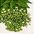 JURUBEBA (Solanum paniculatum) - Muda com até 60 cm - Imagem 8