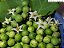 JURUBEBA (Solanum paniculatum) - Muda com até 60 cm - Imagem 2