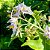 JURUBEBA (Solanum paniculatum) - Muda com até 60 cm - Imagem 5