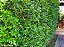 MURTA (Murraya Paniculata) - Imagem 5