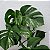 COSTELA DE ADÃO VARIEGATA (Monstera deliciosa "variegata") - Imagem 1