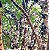 JABUTICABA SABARÁ (Plinia jaboticaba) - Muda com até 60 cm - Imagem 7