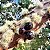 JABUTICABA SABARÁ (Plinia jaboticaba) - Muda com até 60 cm - Imagem 8