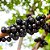 JABUTICABA SABARÁ (Plinia jaboticaba) - Muda com até 60 cm - Imagem 5
