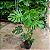COSTELA DE ADÃO ou Monstera deliciosa - Muda - Imagem 7
