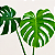 COSTELA DE ADÃO ou Monstera deliciosa - Muda com 30 a 40 cm - Imagem 1