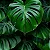 COSTELA DE ADÃO ou MONSTERA (Monstera deliciosa) - Imagem 1