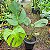 COSTELA DE ADÃO ou MONSTERA (Monstera deliciosa) - 20 a 30 cm - Imagem 1
