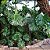 COSTELA DE ADÃO ou MONSTERA (Monstera deliciosa) - Imagem 3