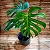 COSTELA DE ADÃO ou MONSTERA (Monstera deliciosa) - Imagem 2