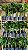 GUAIMBÉ (Philodendron bipinnatifidum) - Muda - Imagem 13