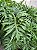 GUAIMBÉ (Philodendron bipinnatifidum) - Pote 15 com 30 a 40 cm - Imagem 11