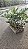 GUAIMBÉ (Philodendron bipinnatifidum) - Pote 15 com 30 a 40 cm - Imagem 10