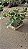 GUAIMBÉ (Philodendron bipinnatifidum) - Pote 15 com 30 a 40 cm - Imagem 7
