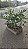 GUAIMBÉ (Philodendron bipinnatifidum) - Pote 15 com 30 a 40 cm - Imagem 9