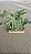 GUAIMBÉ (Philodendron bipinnatifidum) - Pote 15 com 30 a 40 cm - Imagem 8