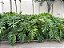 GUAIMBÉ (Philodendron bipinnatifidum) - Pote 15 com 30 a 40 cm - Imagem 12